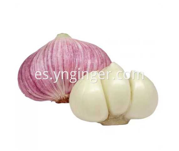 Ajo 01 Garlic 01